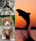 Incarnation en animal