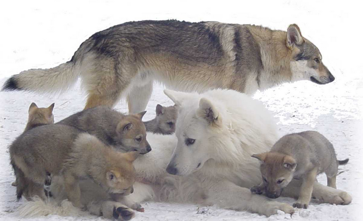 Réincarnation en loup